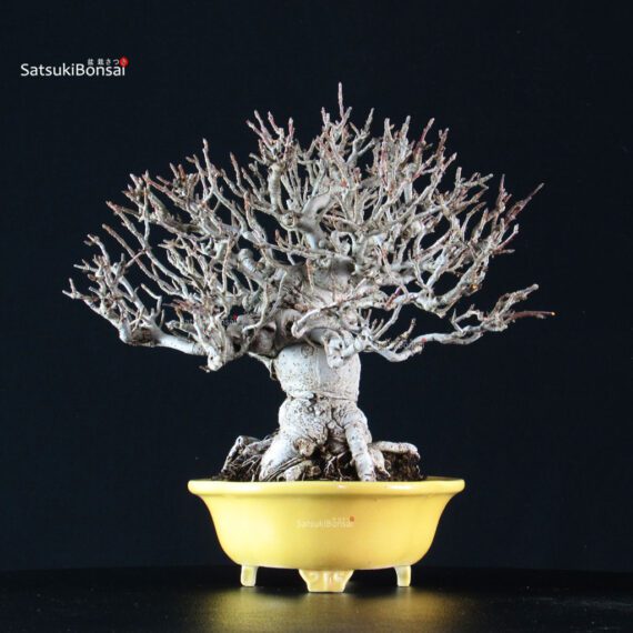 Malus spp. - immagine 7