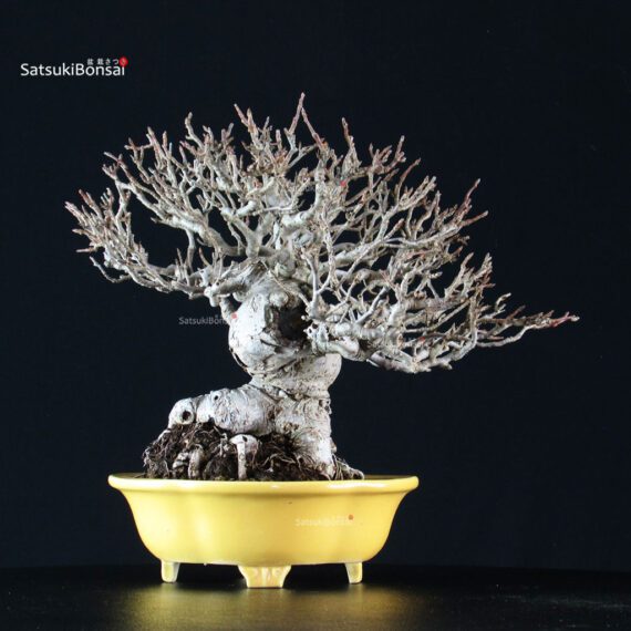 Malus spp. - immagine 8
