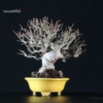 Malus spp. - immagine 9