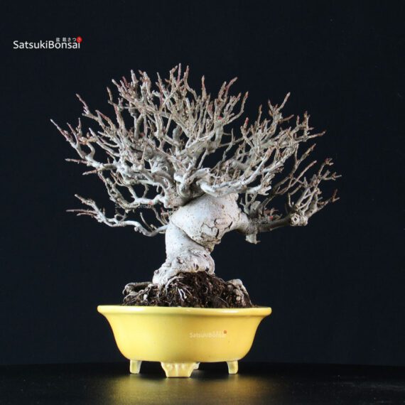 Malus spp. - immagine 9