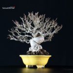 Malus spp. - immagine 10