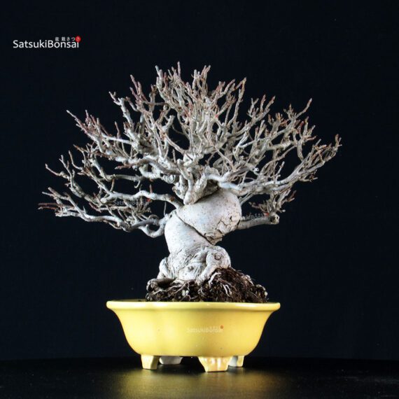Malus spp. - immagine 10