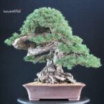 Pinus Sylvestris - Pino silvestre VENDUTO