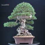 Pinus Sylvestris - Pino silvestre VENDUTO - immagine 2