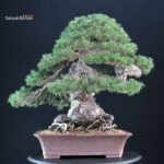 Pinus Sylvestris - Pino silvestre VENDUTO - immagine 3
