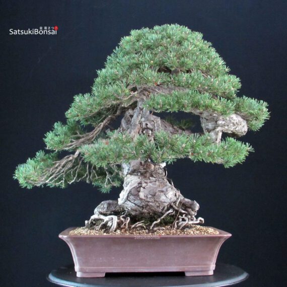 Pinus Sylvestris - Pino silvestre VENDUTO - immagine 3