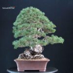 Pinus Sylvestris - Pino silvestre VENDUTO - immagine 4
