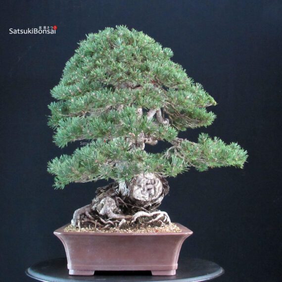 Pinus Sylvestris - Pino silvestre VENDUTO - immagine 4