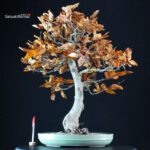 Fagus Sylvatica - Faggio europeo