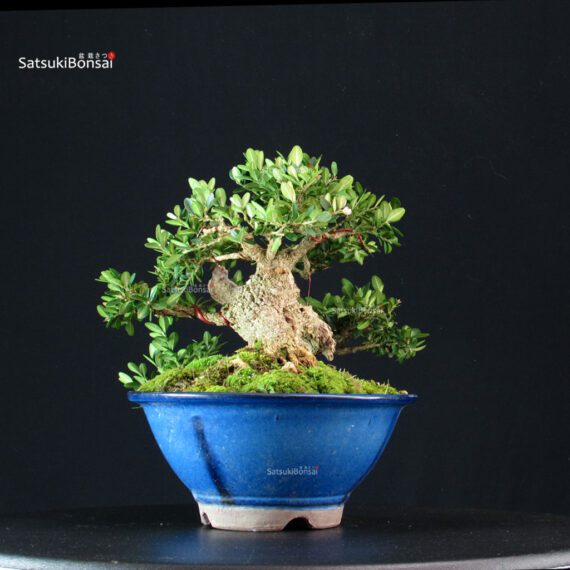 Buxus Sempervirens - Bosso - immagine 2