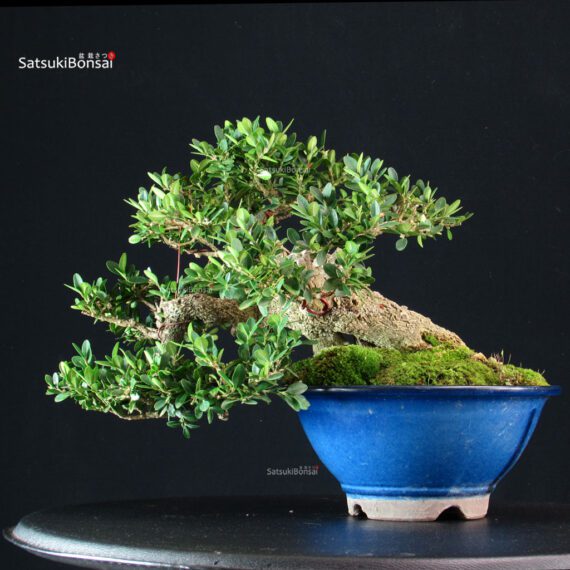 Buxus Sempervirens - Bosso - immagine 3