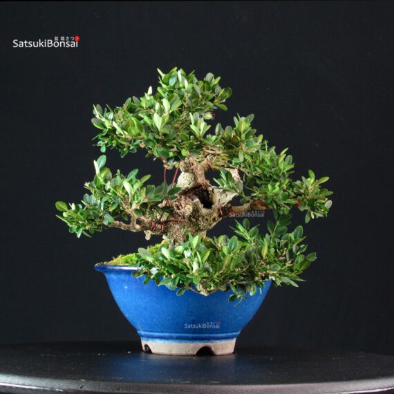 Buxus Sempervirens - Bosso - immagine 4