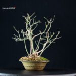 Euonimus Europaeus - Evonimo - immagine 2