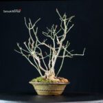 Euonimus Europaeus - Evonimo - immagine 4