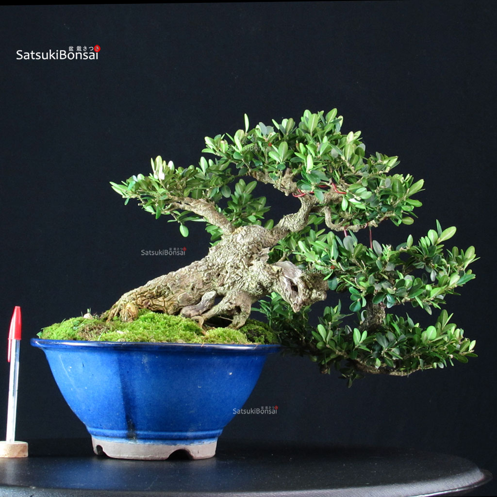 CV-2509t_1-Buxus-sempervirens---Bosso Buxus Sempervirens - Bosso - immagine 1