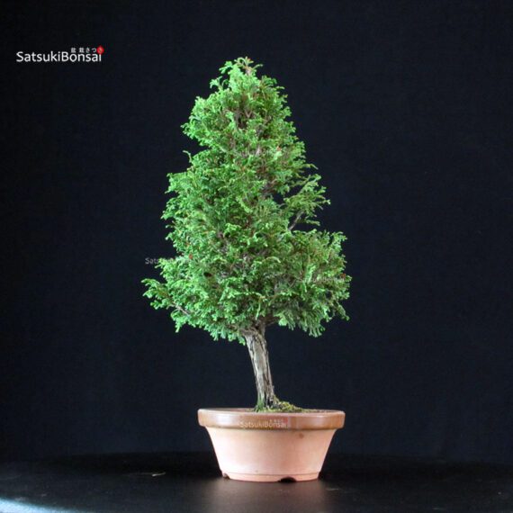 Chamaecyparis Obtusa - Hinoki - immagine 2