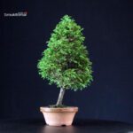 Chamaecyparis Obtusa - Hinoki - immagine 3