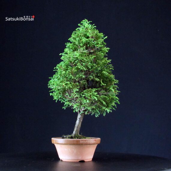 Chamaecyparis Obtusa - Hinoki - immagine 3