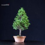 Chamaecyparis Obtusa - Hinoki - immagine 4