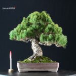 Pinus Pentaphylla - Goyomatsu