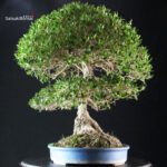 Phillyrea Angustifolia - immagine 3