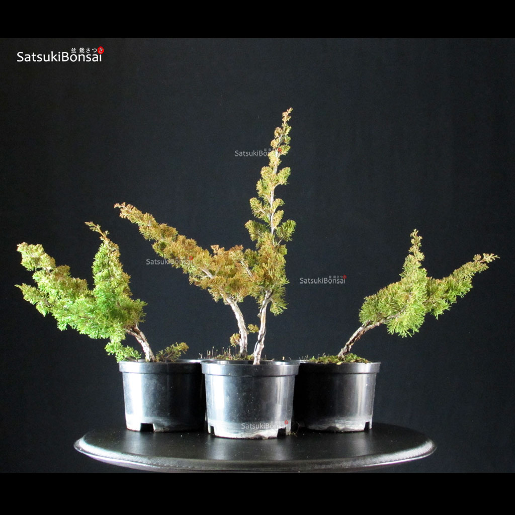 T-JC_1--Juniperus-chinensis-itoigawa Juniperus Chinensis Itoigawa - immagine 1
