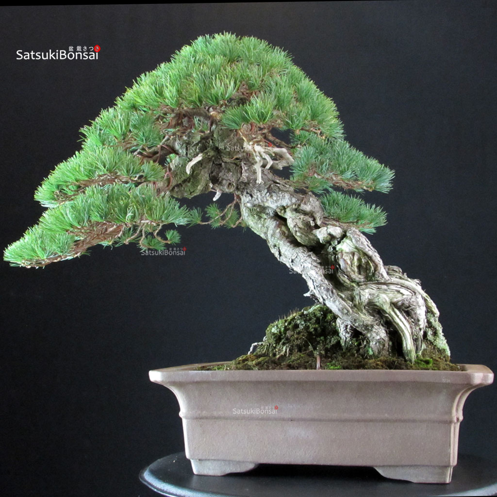 255697_1-Pinus-pentaphylla-yamadori-goyomatsu Pinus Pentaphylla - Goyomatsu Hokkaido - immagine 1