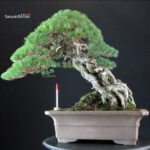Pinus Pentaphylla - Goyomatsu Hokkaido - immagine 3