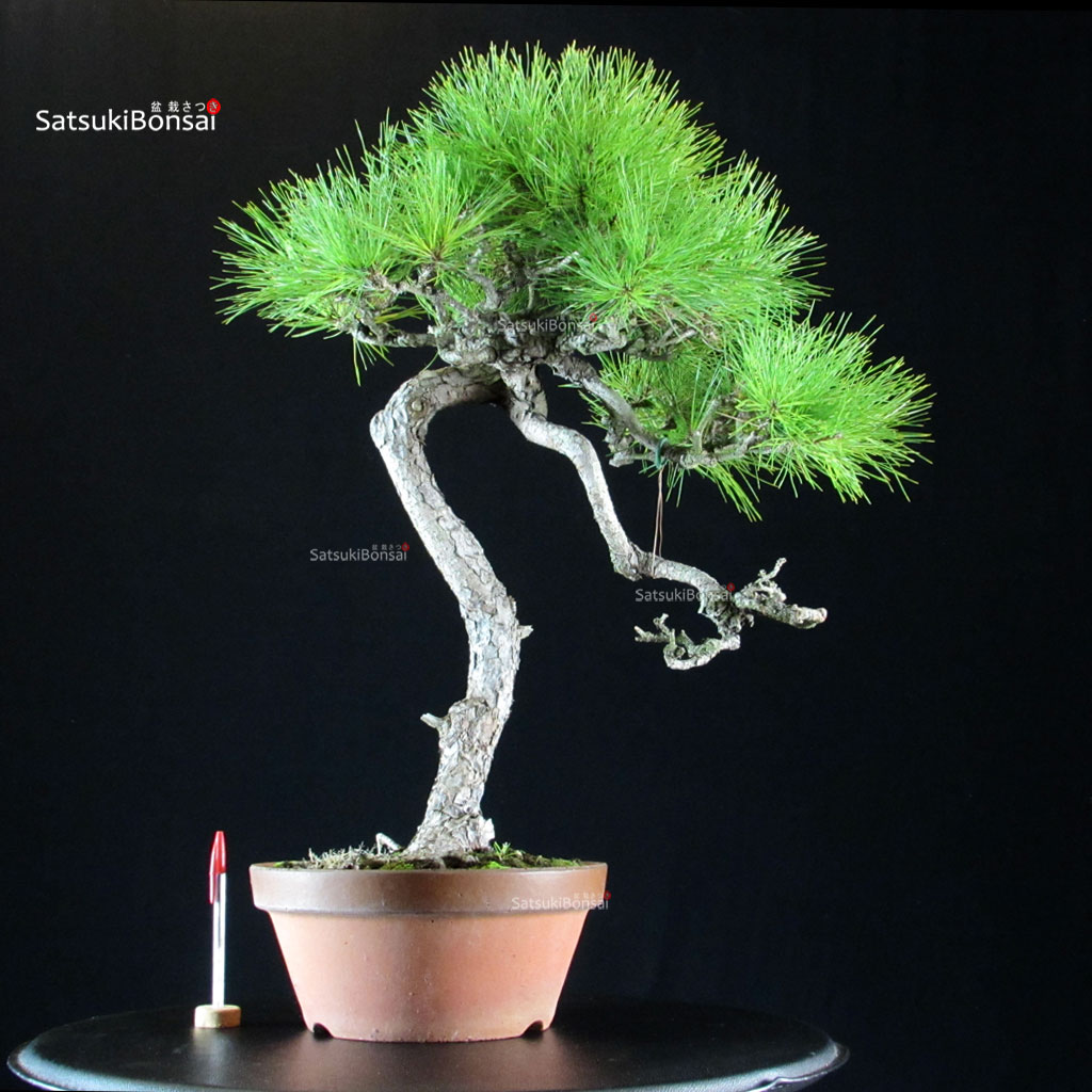 5323_1-Pinus-Densiflora Pinus Densiflora - Akamatsu - immagine 1