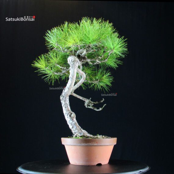 Pinus Densiflora - Akamatsu - immagine 2