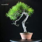 Pinus Densiflora - Akamatsu - immagine 4