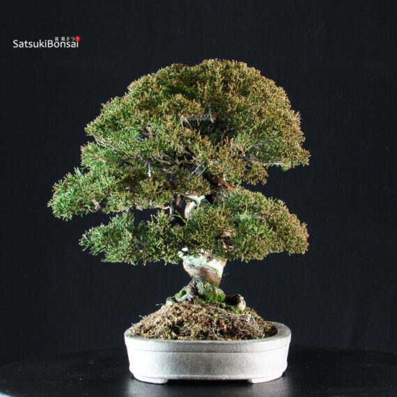 Juniperus Chinensis Itoigawa Hokkaido - immagine 2