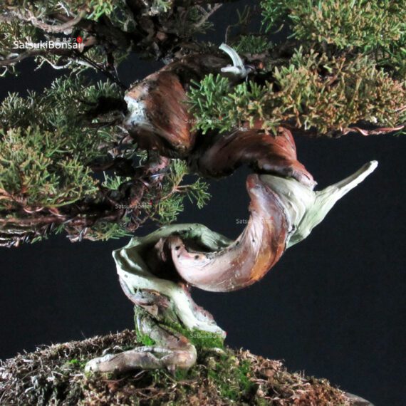 Juniperus Chinensis Itoigawa Hokkaido - immagine 6