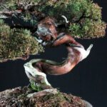 Juniperus Chinensis Itoigawa Hokkaido - immagine 5