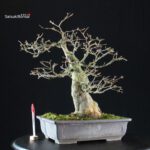 Acer buergerianum - acero tridente - Kaede