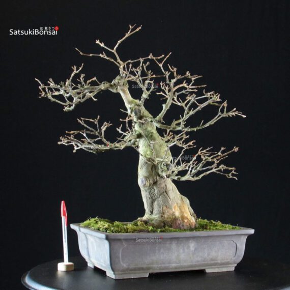 Acer buergerianum - acero tridente - Kaede - immagine 5