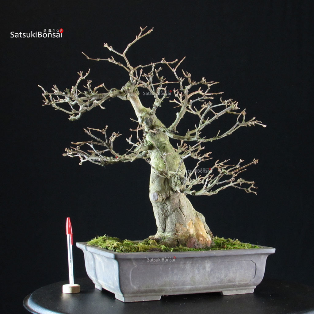 CV-26001_1-Acer-buergerianum-kaede Acer buergerianum - acero tridente - Kaede - immagine 1