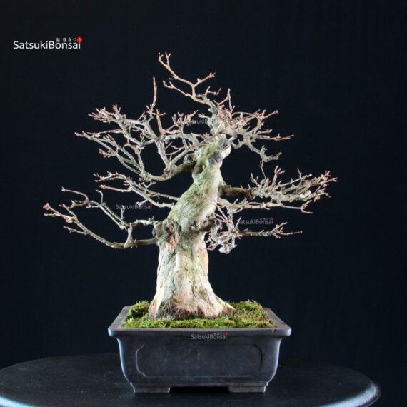 Acer buergerianum - acero tridente - Kaede - immagine 3