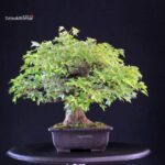 Acer buergerianum - acero tridente - Kaede - immagine 2