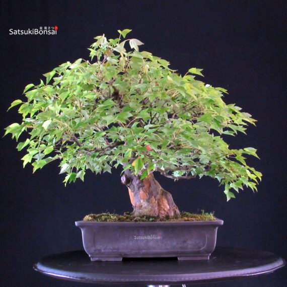 Acer buergerianum - acero tridente - Kaede - immagine 3