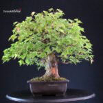 Acer buergerianum - acero tridente - Kaede - immagine 4