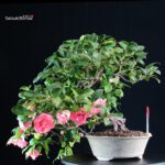 Camellia Japonica