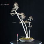 Acer Buergerianum - Kaede