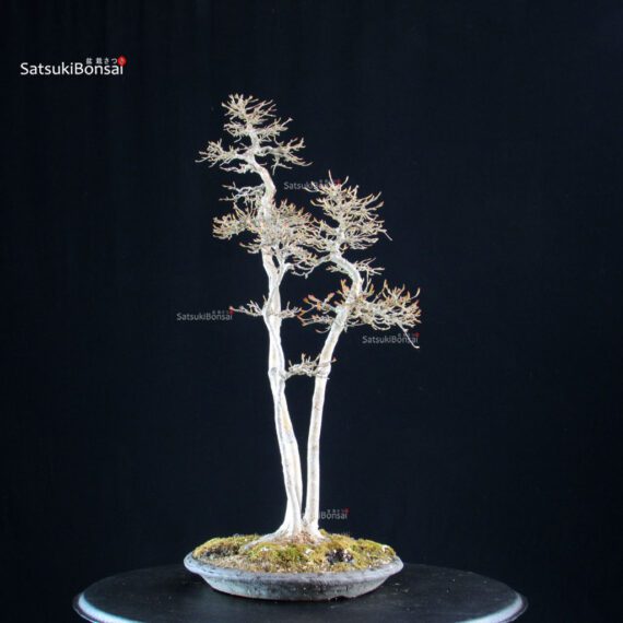 Acer Buergerianum - Kaede - immagine 2