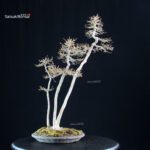 Acer Buergerianum - Kaede - immagine 3