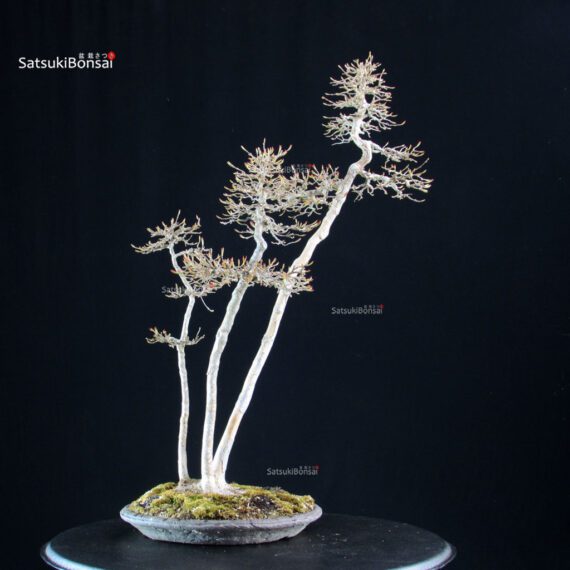 Acer Buergerianum - Kaede - immagine 3