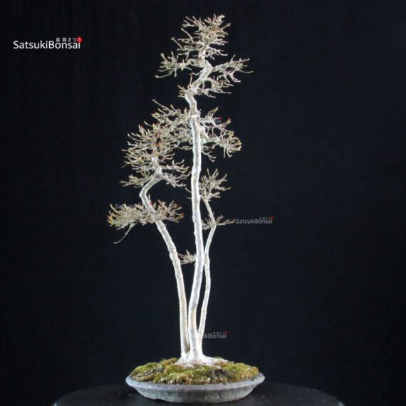 Acer Buergerianum - Kaede - immagine 4