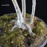 Acer Buergerianum - Kaede - immagine 5