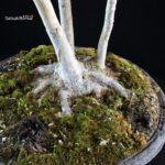 Acer Buergerianum - Kaede - immagine 6