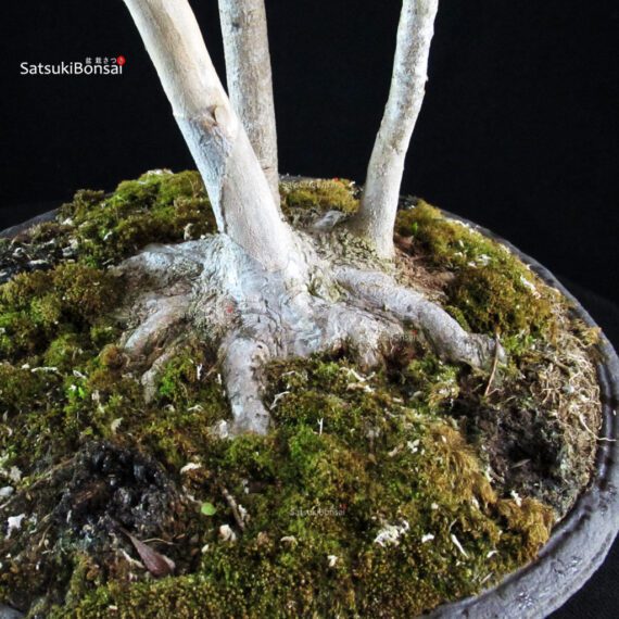 Acer Buergerianum - Kaede - immagine 6